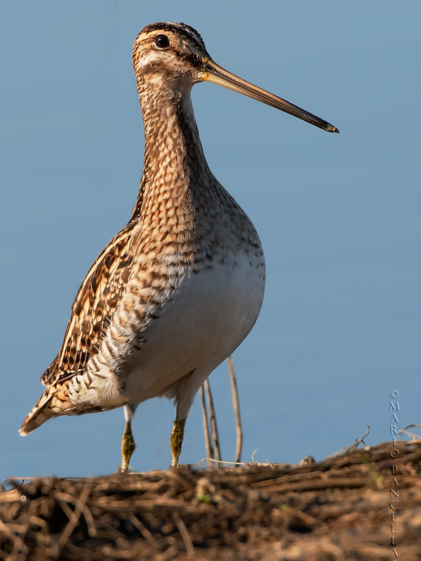 Beccaccino (Gallinago gallinago)